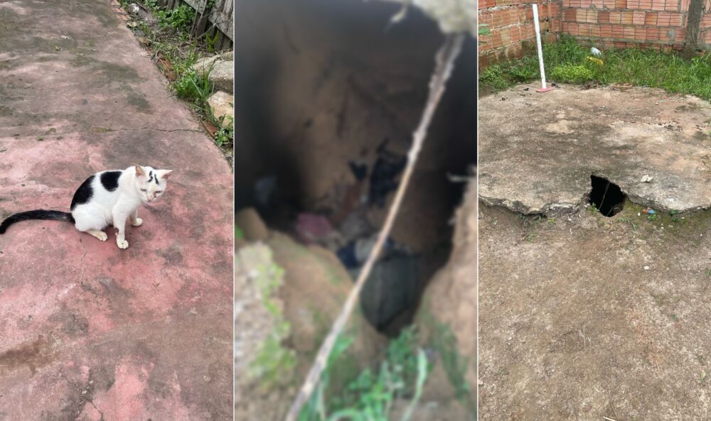Homem é preso em flagrante por matar seis gatos no AM; corpos foram encontrados em fossa desativada
