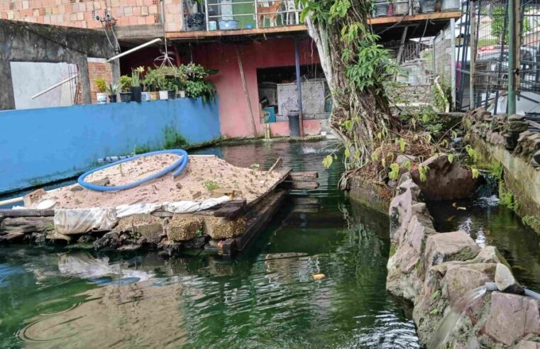 Ipaam multa em R$ 140 mil homem por criar tartarugas, pirarucus e tambaquis ilegalmente em casa no Parque Dez