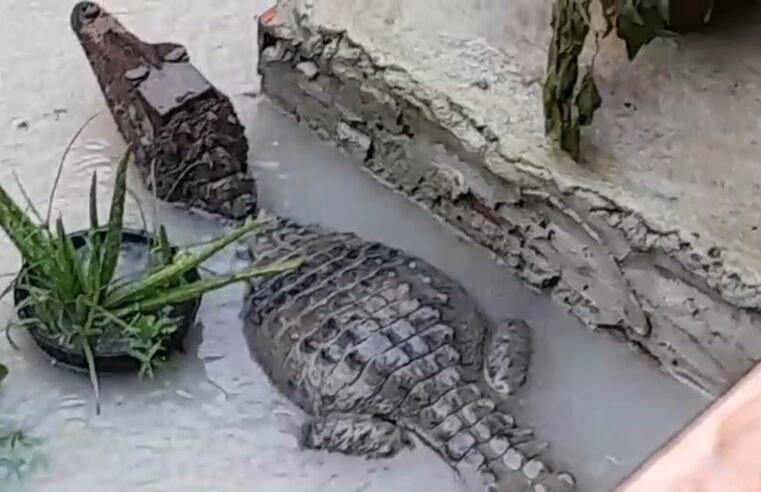 Moradora é surpreendida por jacaré que apareceu na porta de casa durante forte chuva em Manaus