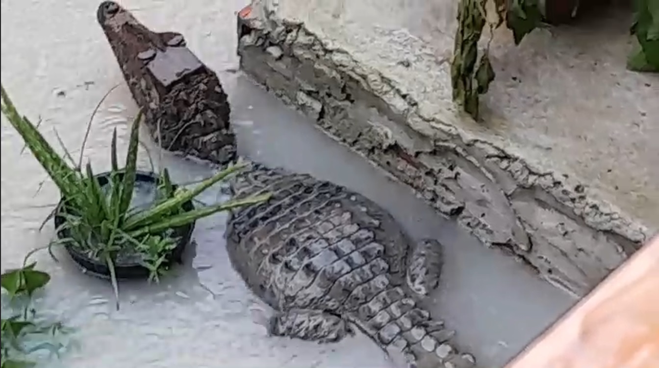 Moradora é surpreendida por jacaré que apareceu na porta de casa durante forte chuva em Manaus