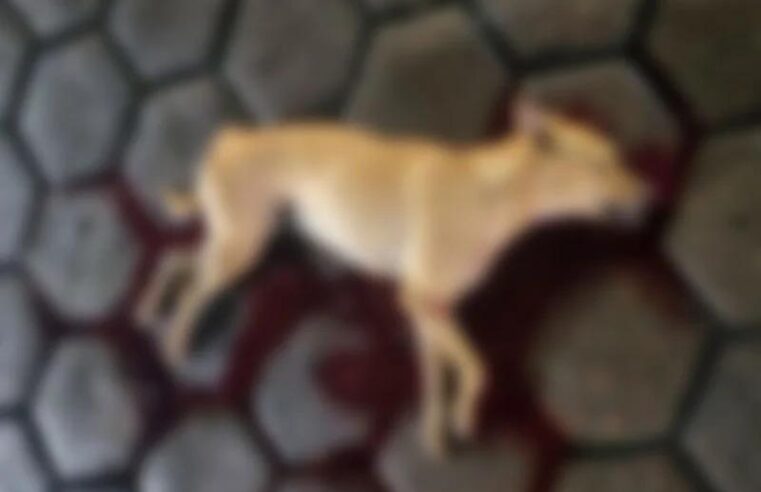 Polícia investiga morte de cadela baleada em frente ao Hospital Platão Araújo