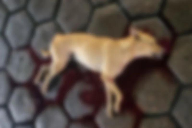 Polícia investiga morte de cadela baleada em frente ao Hospital Platão Araújo