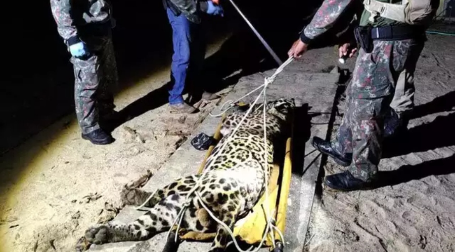 Veja vídeos: Onça que devorou caseiro é finalmente capturada pela Polícia Ambiental