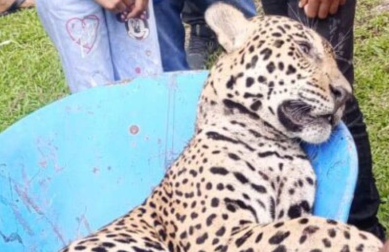 Onça é morta por caçadores próxima a Escola Rural em Tabatinga no Amazonas