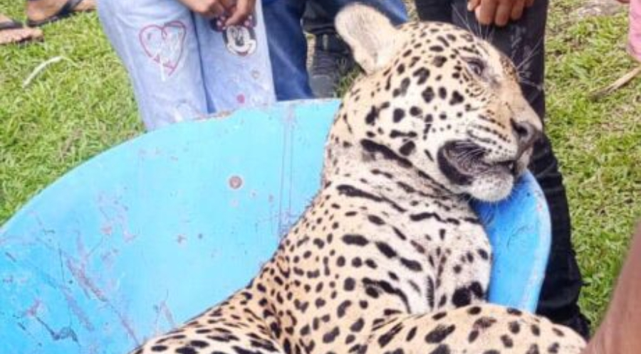 Onça é morta por caçadores próxima a Escola Rural em Tabatinga no Amazonas