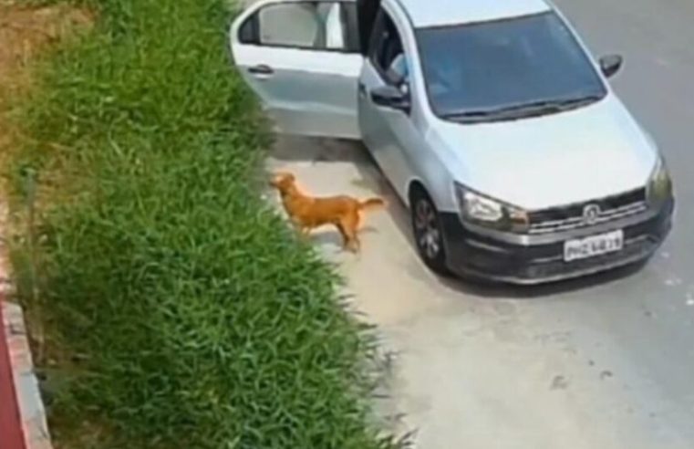 [Vídeo]: Homem é flagrado abandonando cadela com seis filhotes na Zona Norte de Manaus