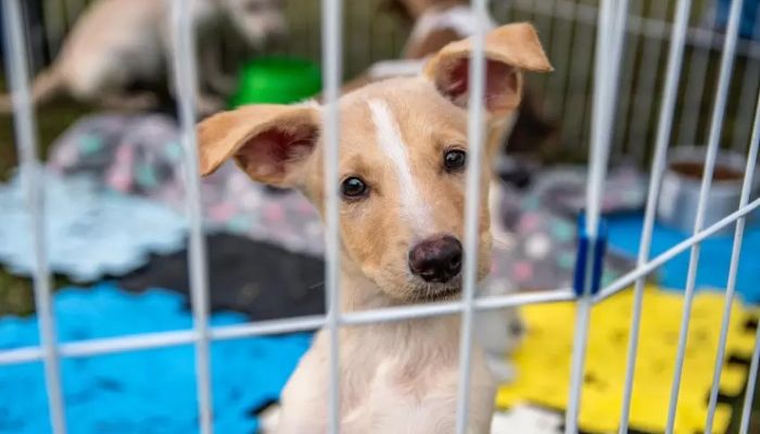 Projeto de lei aumenta pena por maus-tratos contra cães e gatos